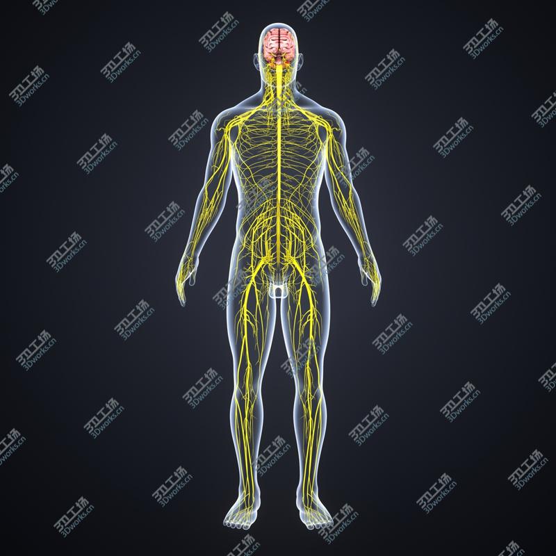 images/goods_img/2021040232/Brain with Nervous system 3D model/2.jpg